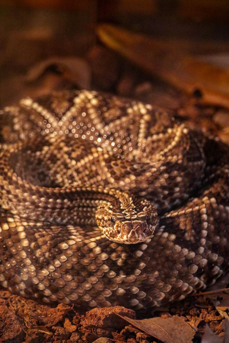 Know Which Rattlesnake Your Dog May Encounter