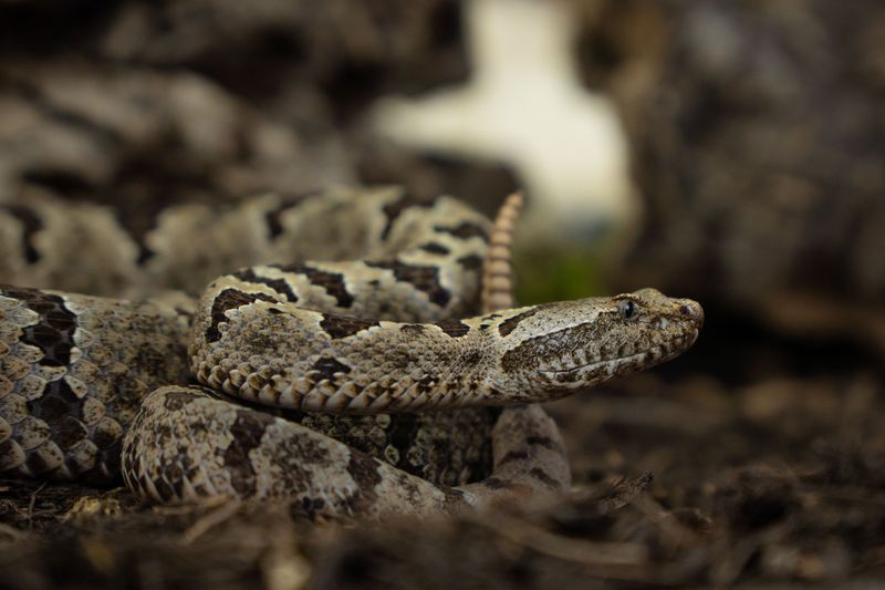 Learn the snakes, not just the fear