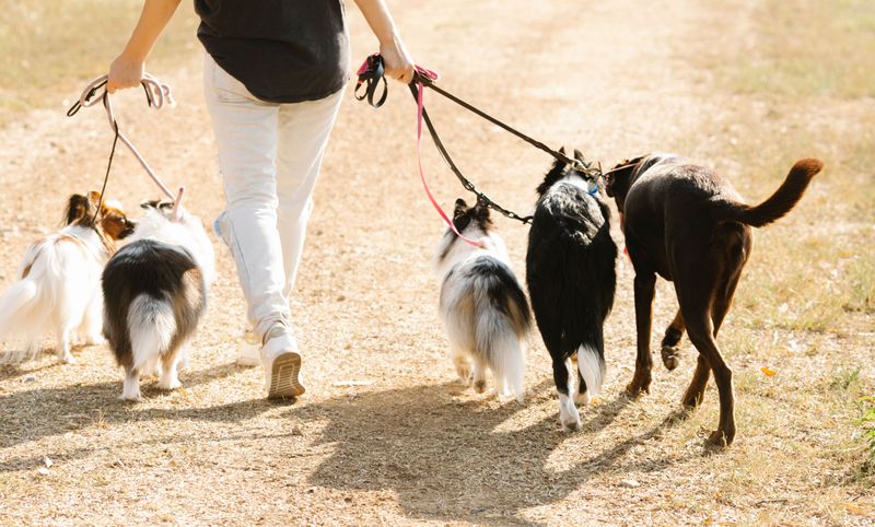 Texas Has No Statewide Dog Ownership Limit