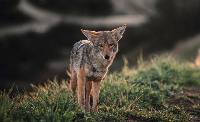 First, Know Why Coyotes Approach Dogs in the First Place