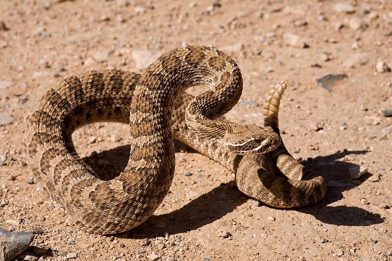 Learn To Recognize A Prairie Rattlesnake