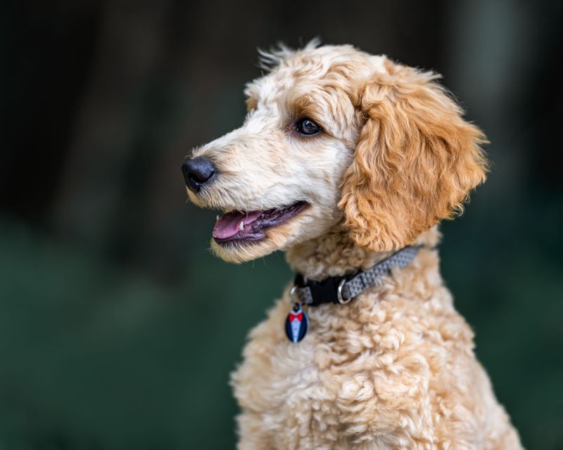 Dogs Over Three Months Old Must Be Registered