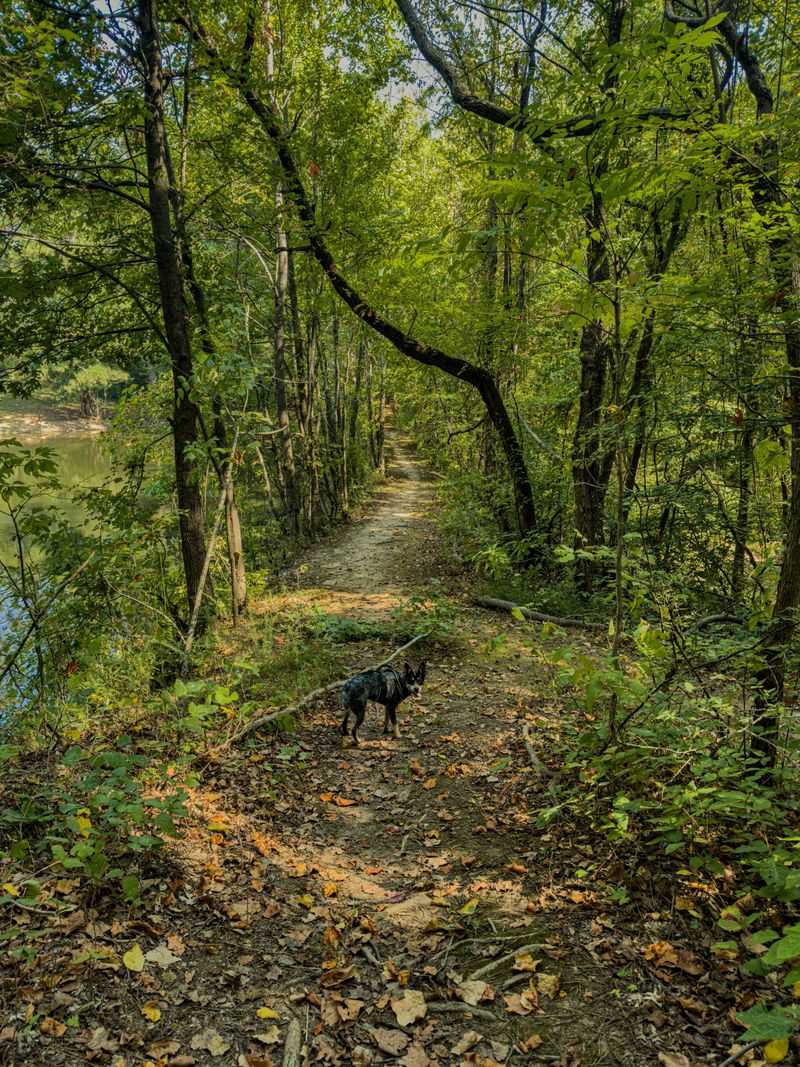Every Trail Says Yes to Paws