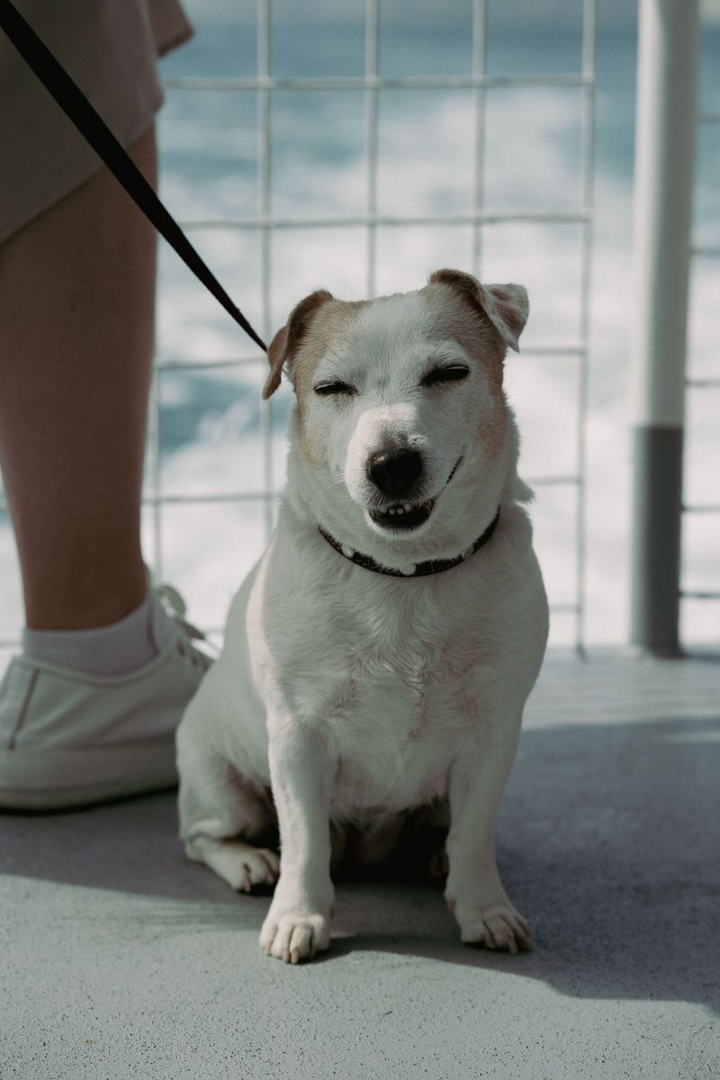 Check The Ferry's Current Pet Rules