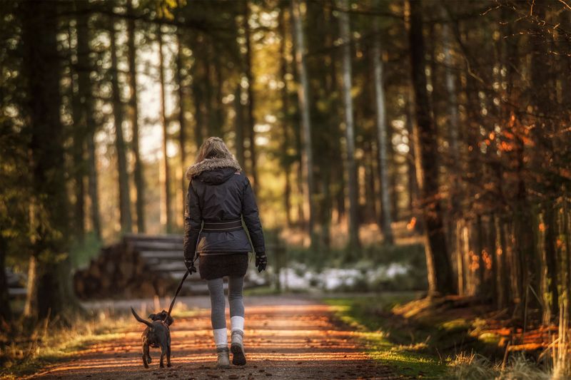 Keep Dogs Close on Vermont Trails