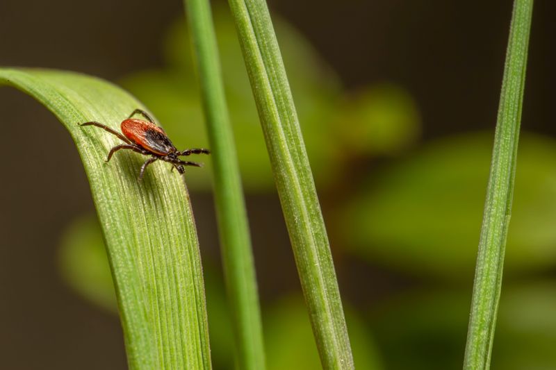 Ticks Can Be Active In Virginia Nearly Year-Round
