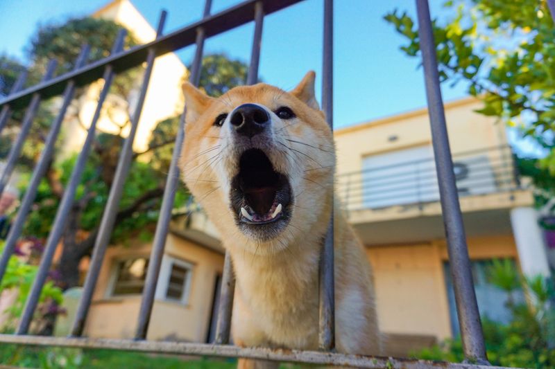 Virginia Has No Single Statewide Barking Law