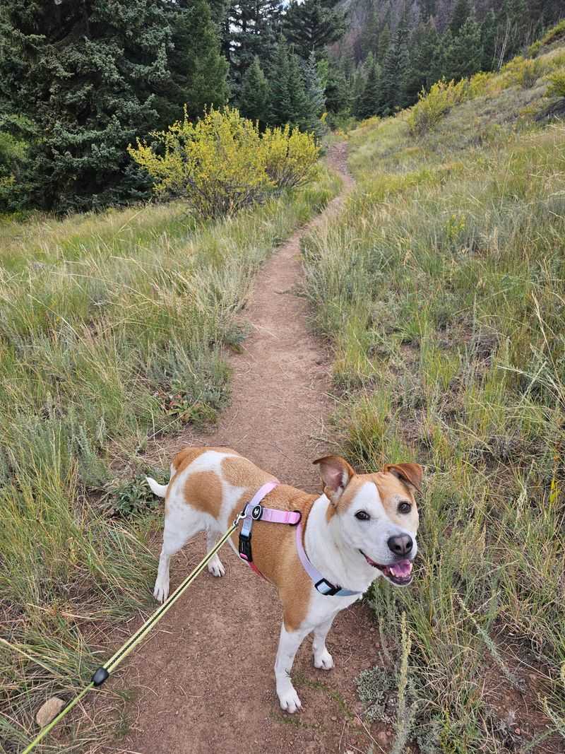 Dogs Trigger a Much Stronger Reaction Than People