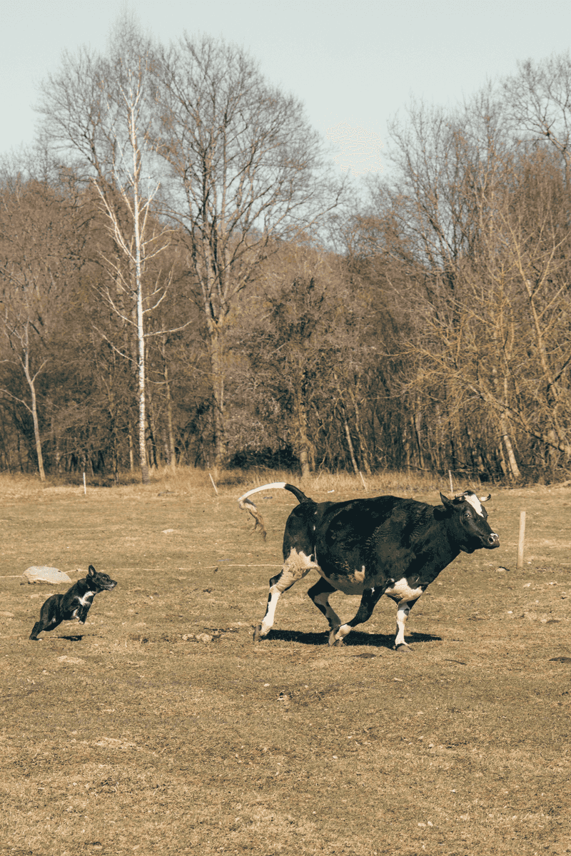 Dogs That Chase Livestock Cannot Legally Run at Large