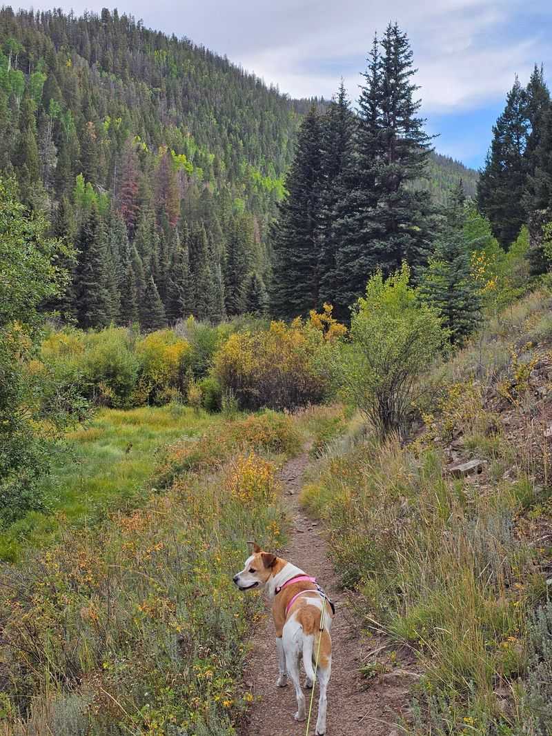 Keep Your Dog Away From the Wild Animal