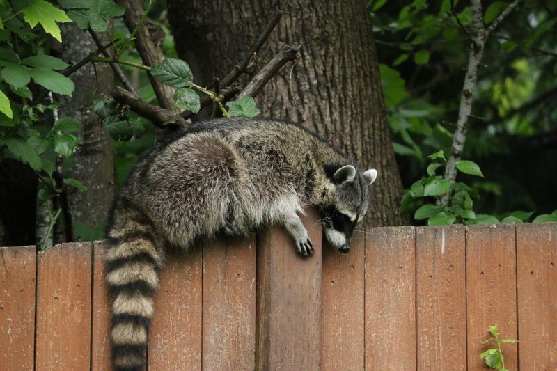 Give the Wild Animal a Clear Escape Route