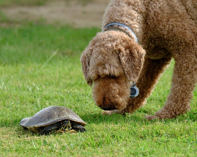 Give Your Dog Plenty of Space