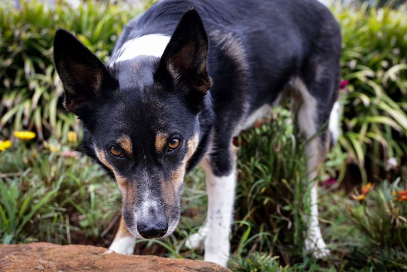 Why Curious Dogs Can Get Too Close