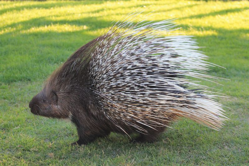 What Makes Porcupines Different From Other Wildlife
