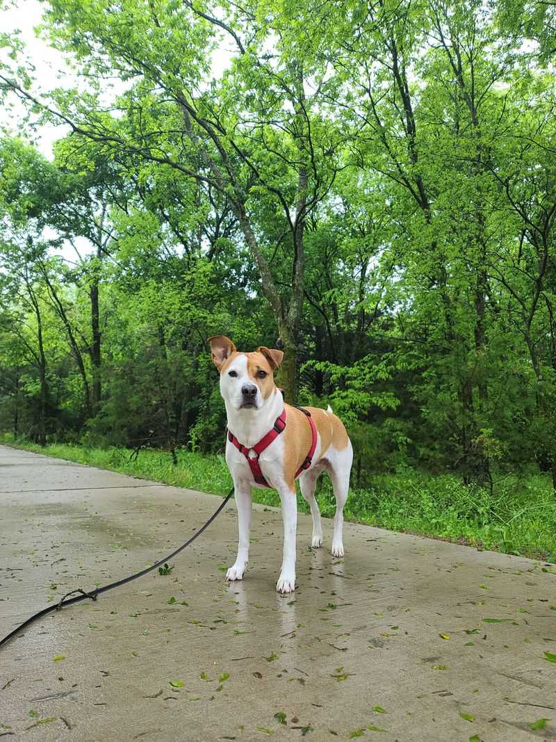 Leash Up for Every Trip Outside Afterward