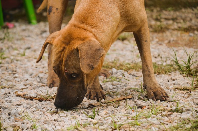 Why Curious Dogs Are At Risk