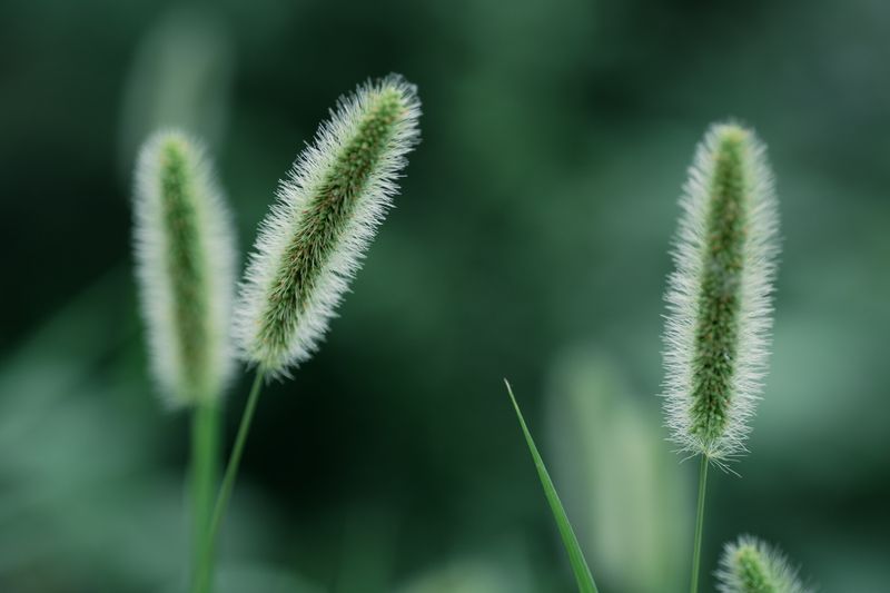 How Grass Awns Differ From Ordinary Burrs