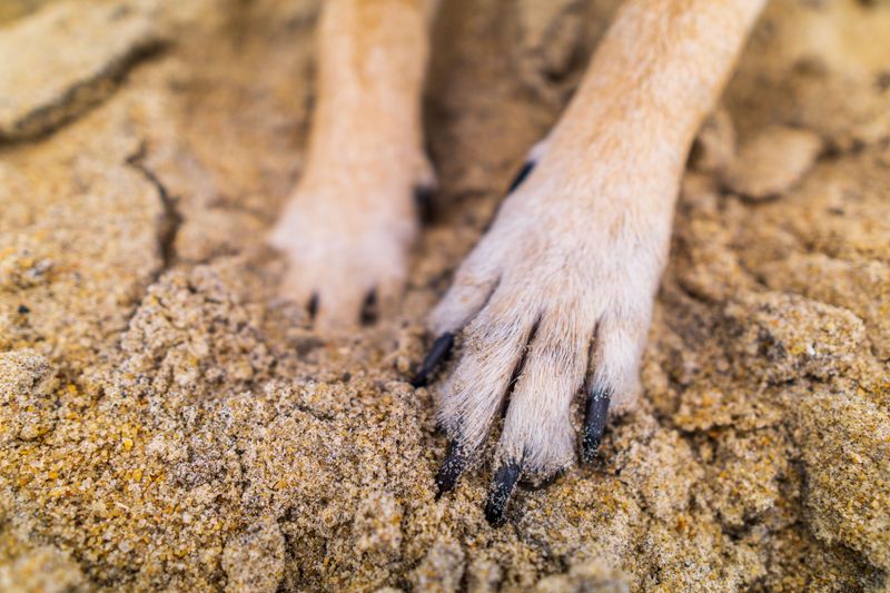 Paws Are a Primary Entry Point