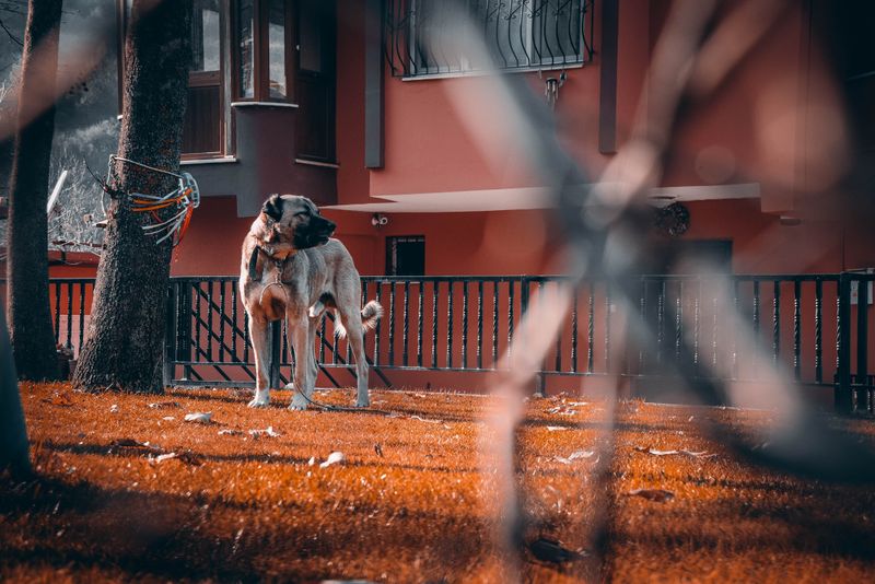 Your Dog Counts as Property in the Eyes of the Law