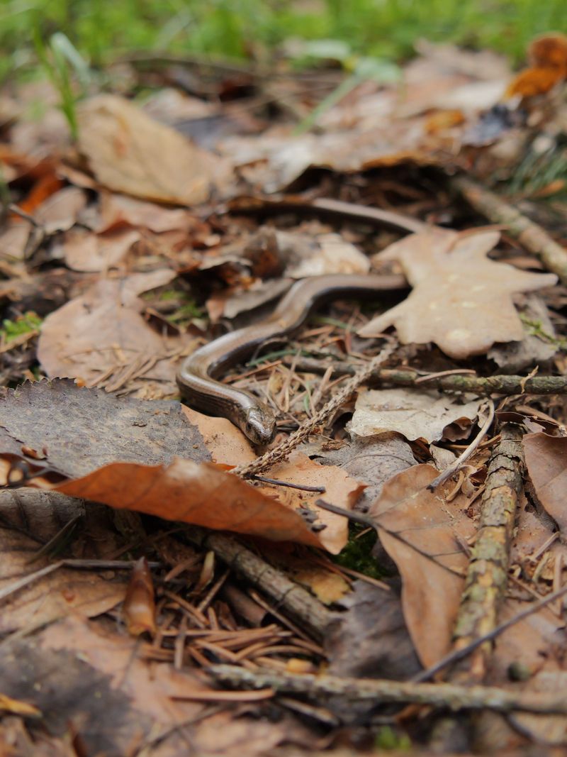 Where Copperheads Tend To Hide
