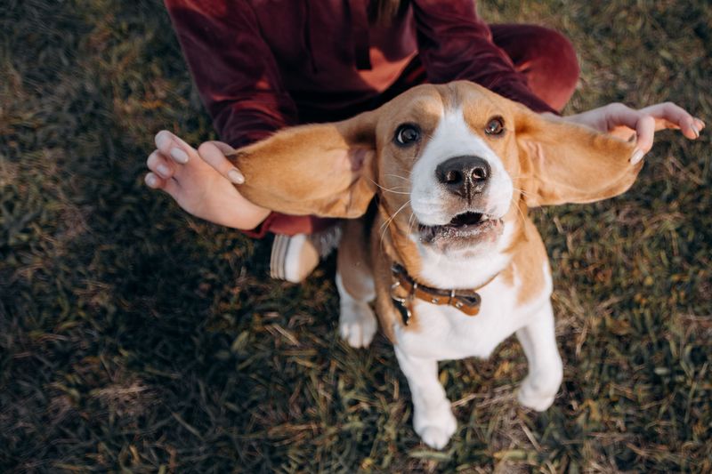 Check Your Dog’s Ears After Every Hike