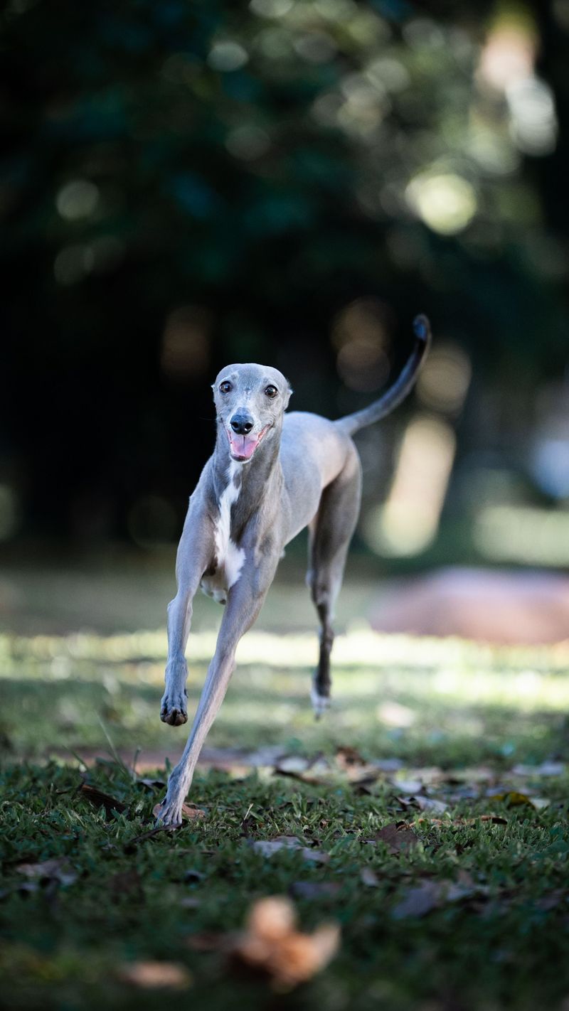 Greyhound