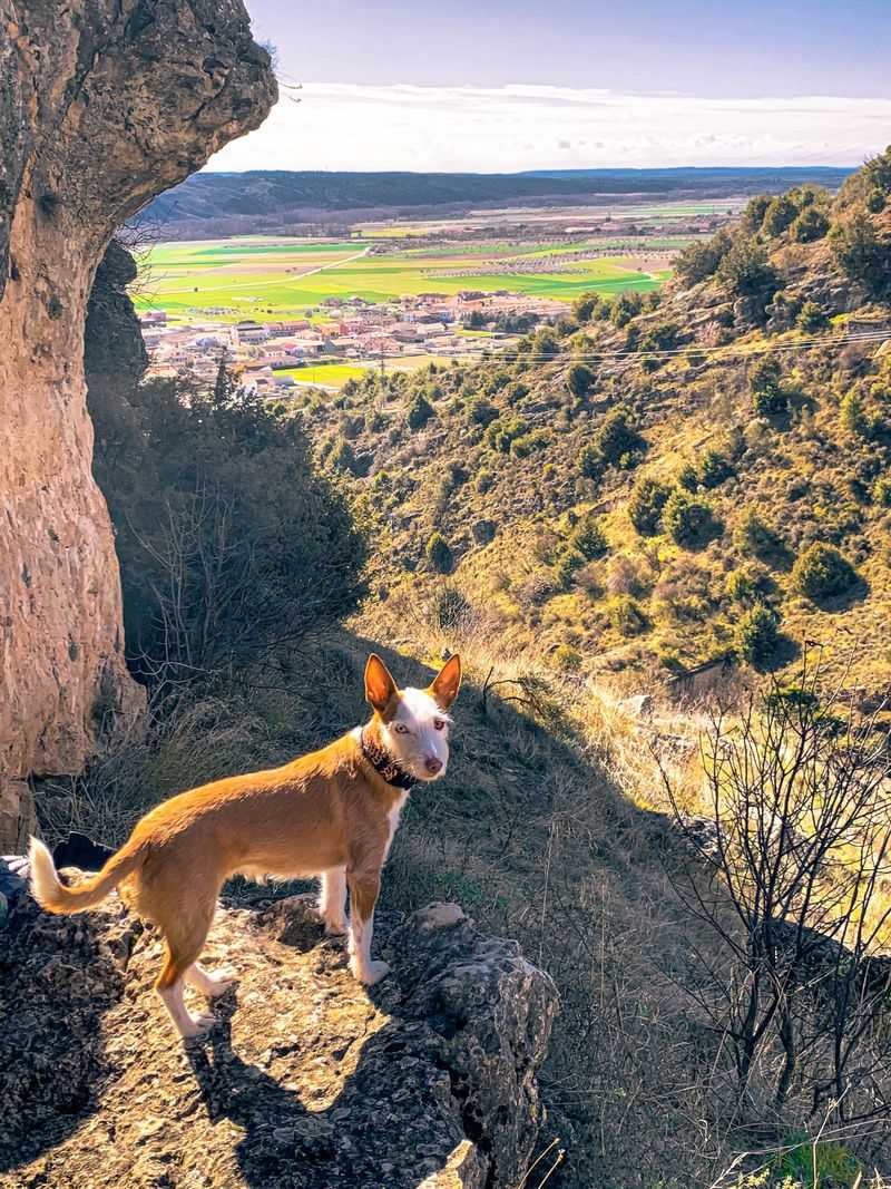 Ibizan Hound