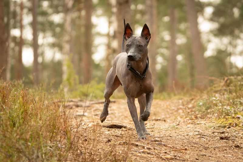 Xoloitzcuintli