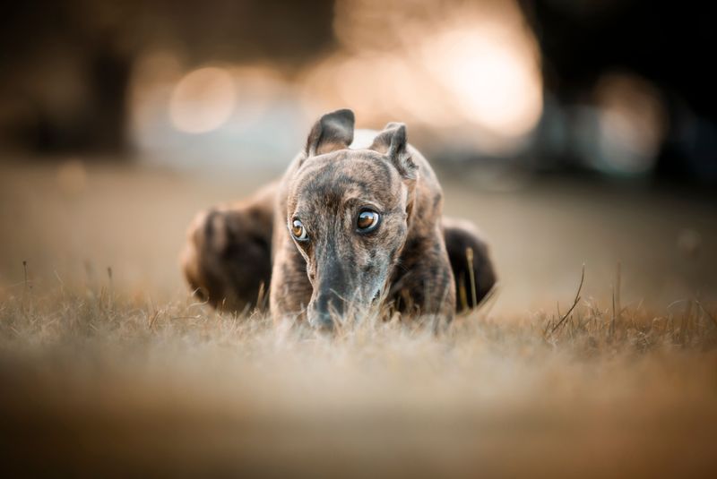Greyhound