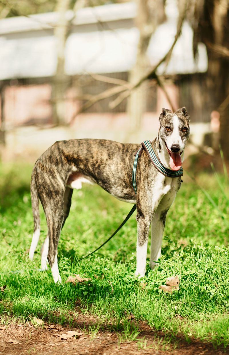 Greyhound