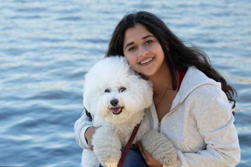 Bichon Frise