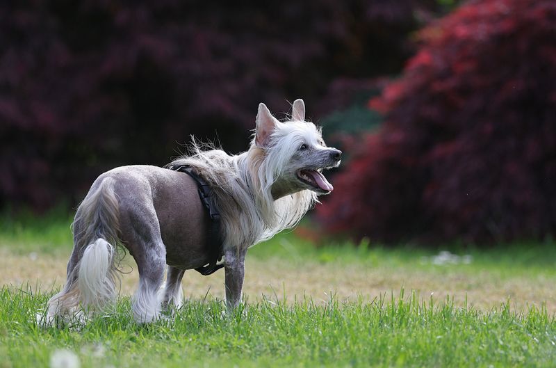 Chinese Crested