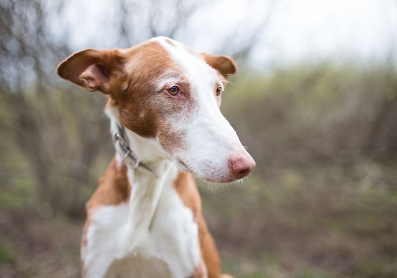 Ibizan Hound