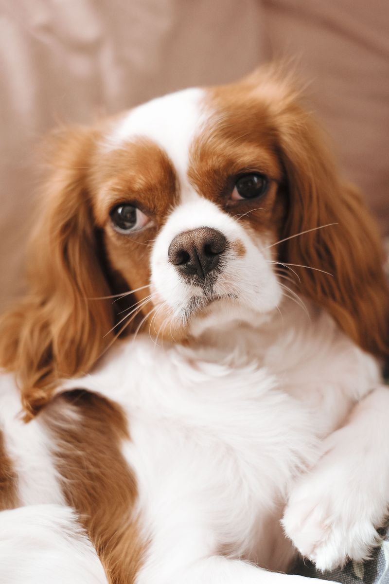 Cavalier King Charles Spaniel: Velcro in a Silky Coat