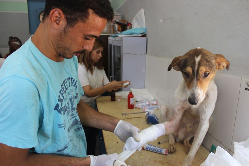 The Owner of a Dog Hurt by Another Dog
