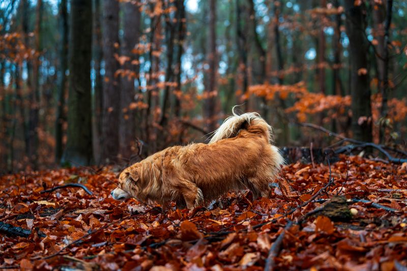 Where Dogs May Encounter Copperheads