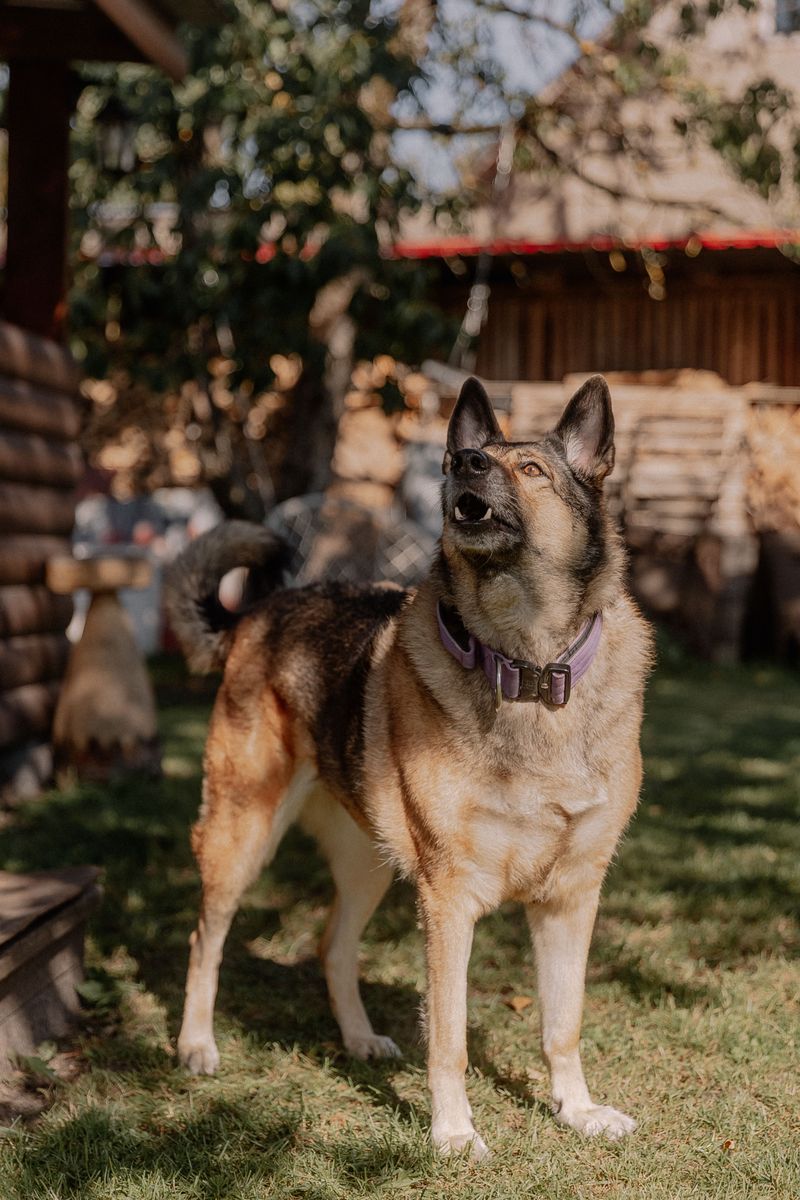 Staying on the Right Side of the Law as a Dog Owner