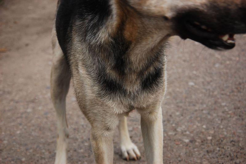 Where Ticks Hide on a Dog’s Body