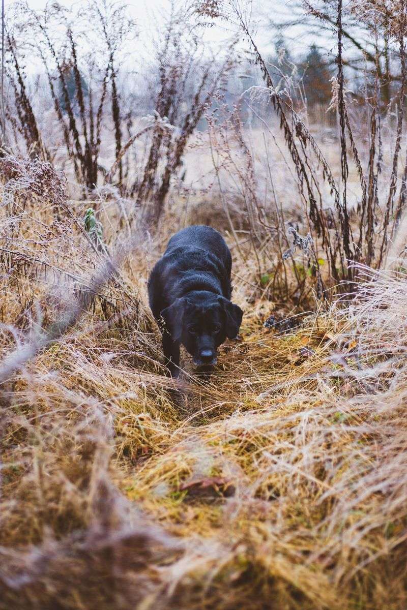 Where Dogs Are Most Likely To Pick Them Up