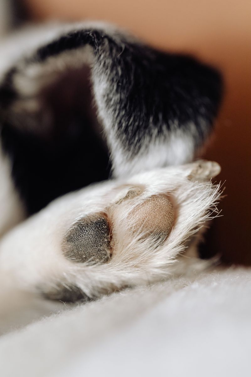 Check Your Dog's Paws After Walks