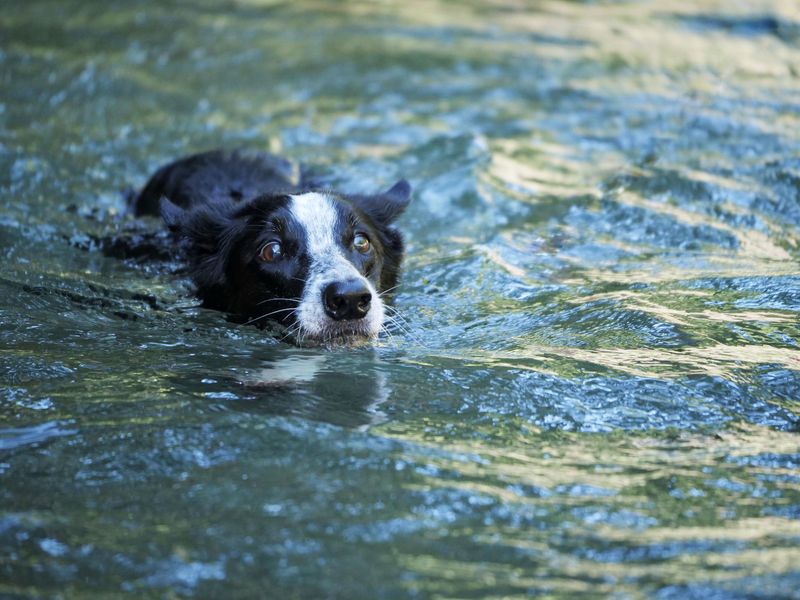 Fast-moving rivers can challenge even strong swimmers