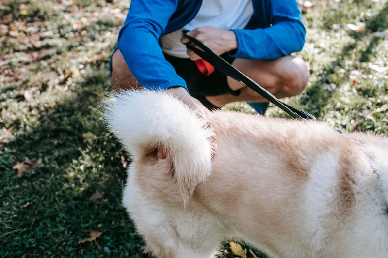 Check Your Dog After Outdoor Adventures