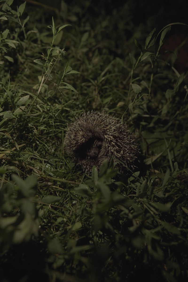 When Porcupines Are Most Active