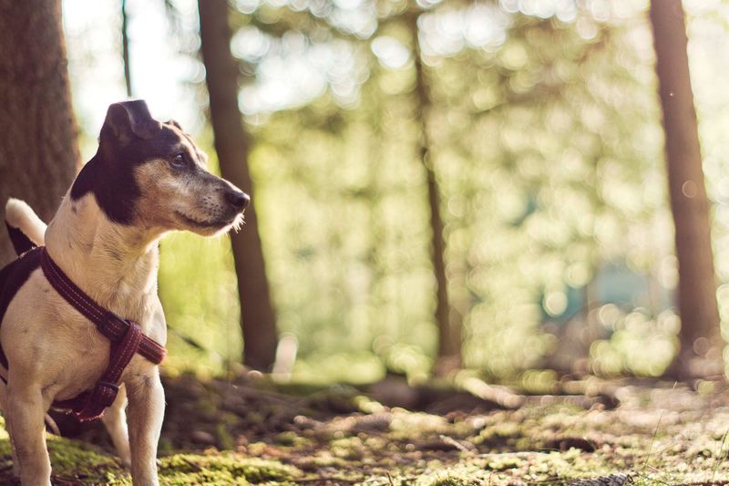 Keep Tick Prevention Part of the Routine