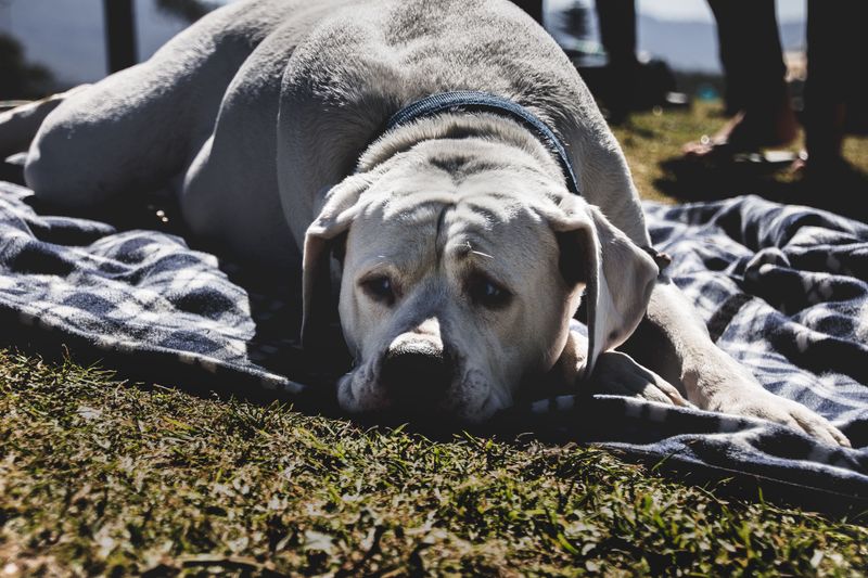 Keep Your Dog Calm While Getting Help