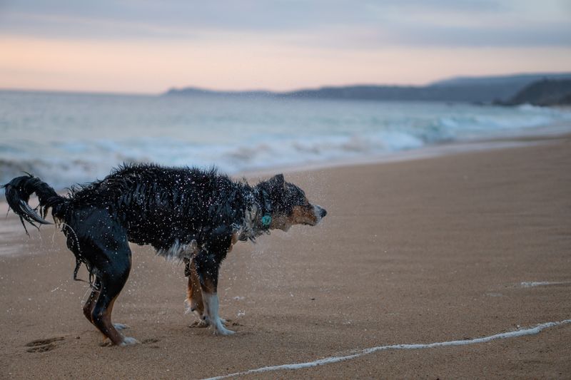Cold Water Pulls Heat From Dogs Faster Than Owners Expect