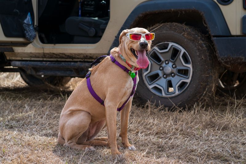 Places Your Dog Is Genuinely Welcome