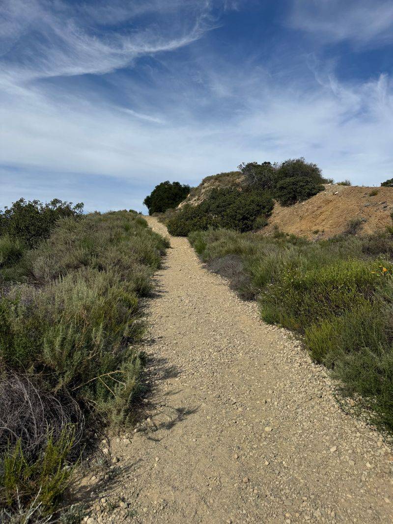 Where Foxtails Tend to Show Up