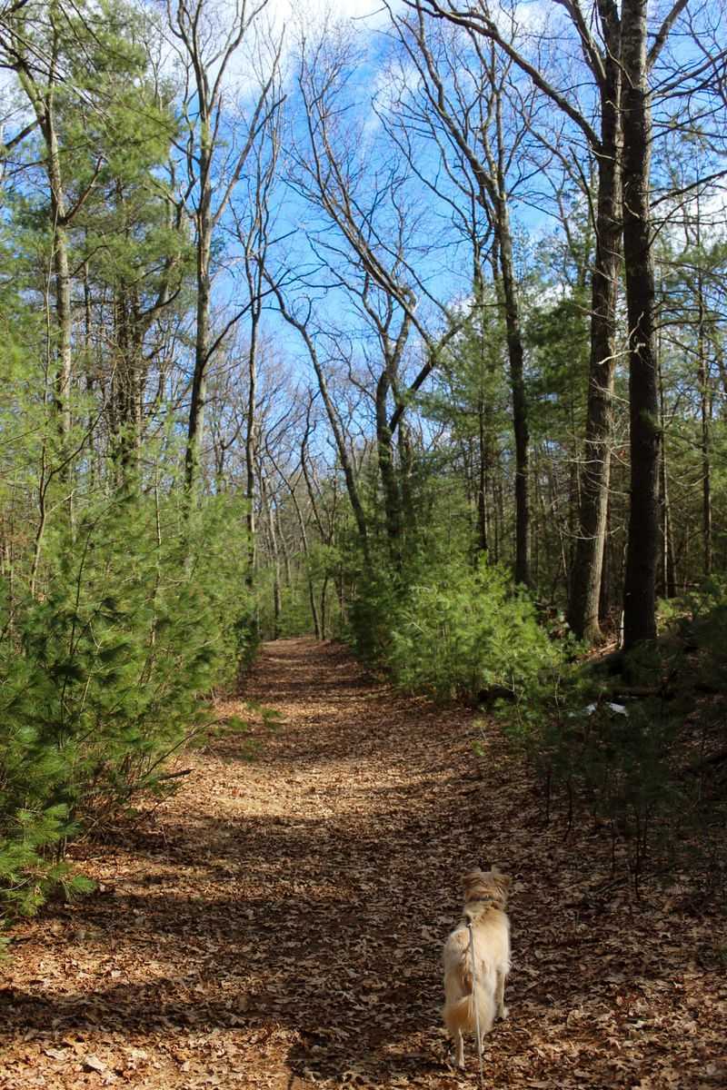 Wooded Trails Create Classic Tick Habitat