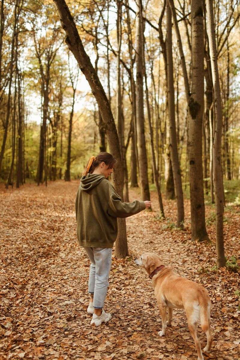 Why Tick Checks Matter for Dogs After New Hampshire Forest Hikes